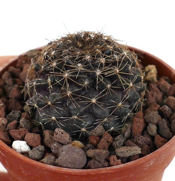 Copiapoa tenuissima SOUTH-EAST OF ANTOFAGASTA PR8