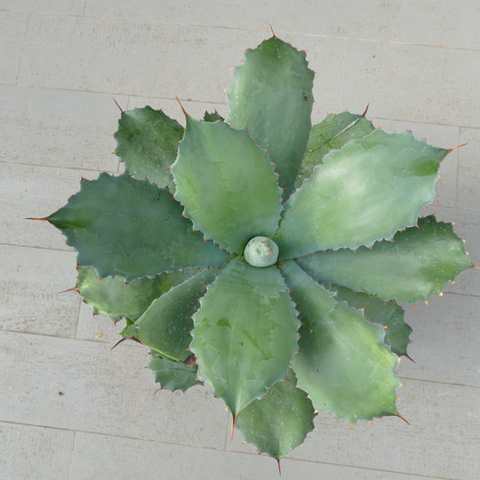 Agave ovatifolia x bovicornuta GREY (Mr. Corsi HYBRID) 4