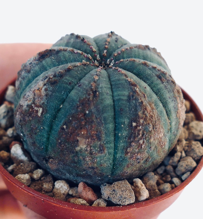 Euphorbia obesa LEN141