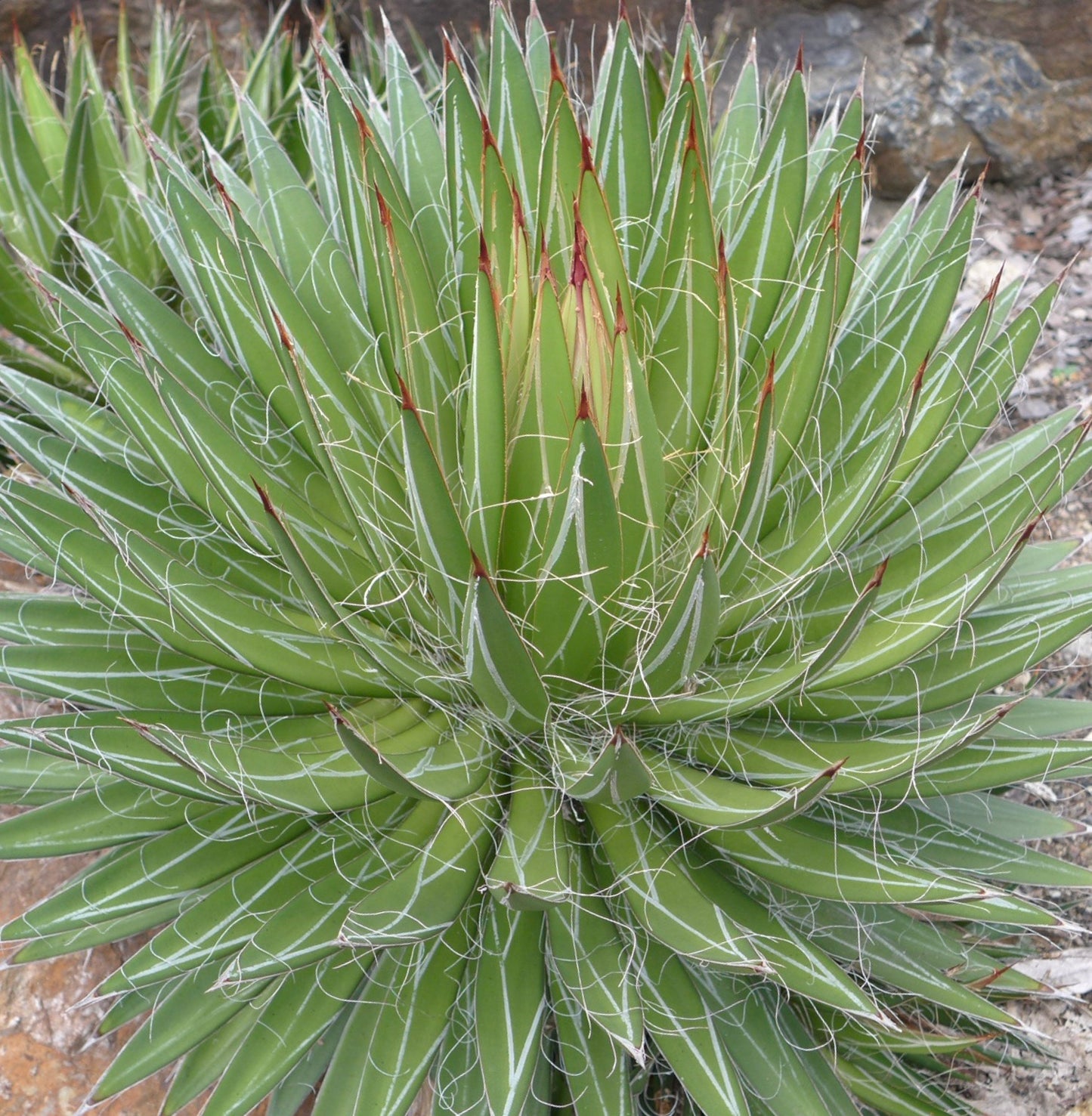 Agave filifera COMPACT