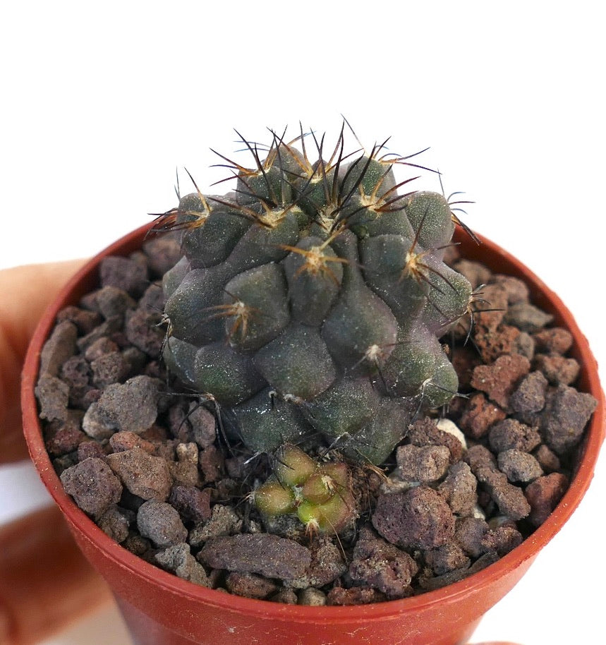 Copiapoa cinerea X Copiapoa serpentisulcata TSQ400