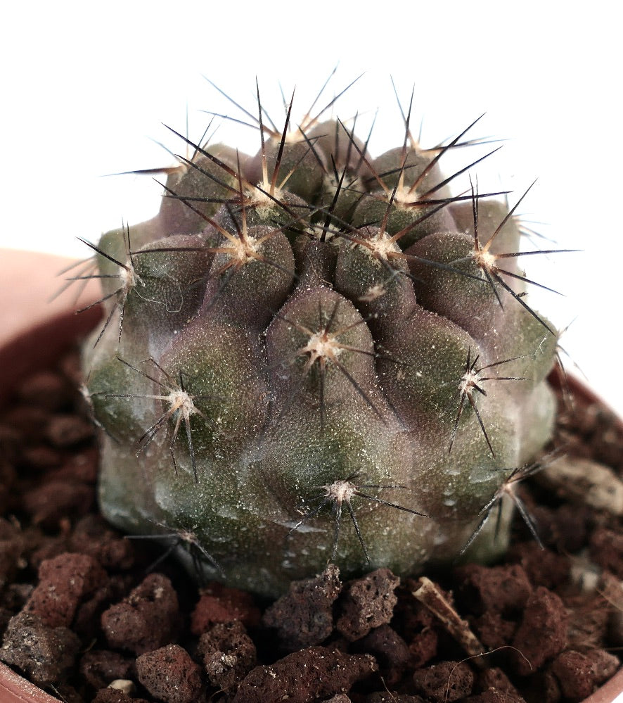 Copiapoa cinerea X Copiapoa goldii 88Y