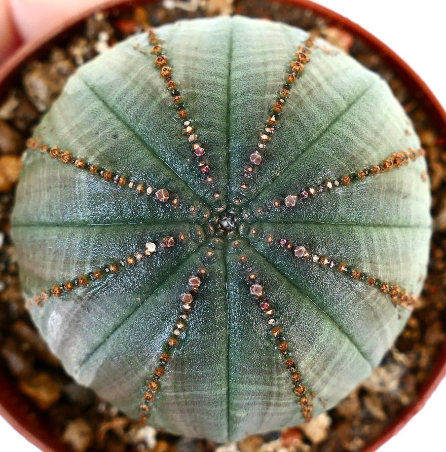 Euphorbia obesa AG4