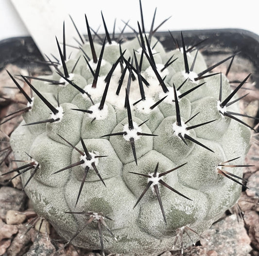 Copiapoa cinerea var. cinerea TALTAL 38