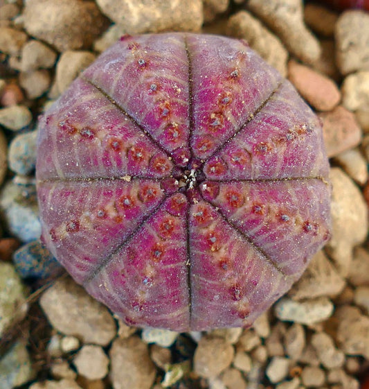 Euphorbia obesa PINK BODY CRA-XY