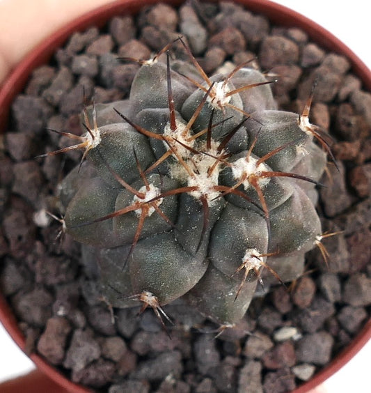 Copiapoa cinerea BROWN SPINES A70