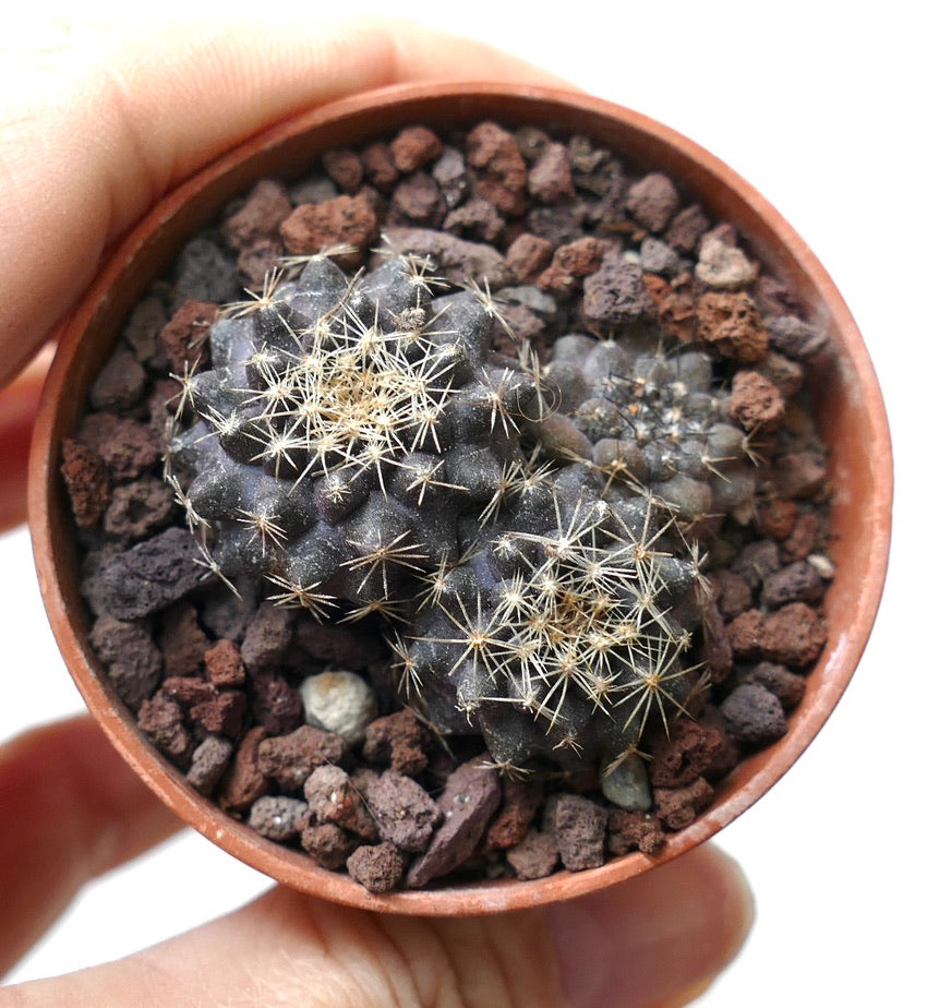 Copiapoa serpentisulcata (3 seedlings) JJ2