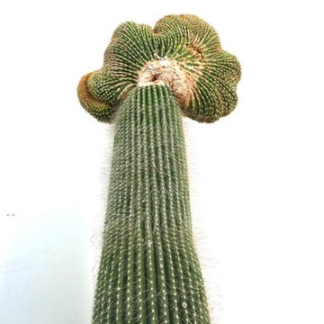 Carnegiea polylopha rare crested cactus with ribbed green stem and spines