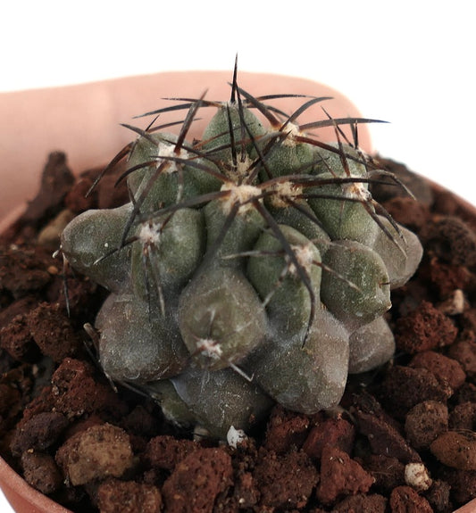 Copiapoa cinerea X griseoviolacea LL7