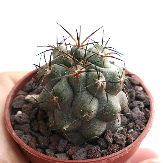 Copiapoa solaris X haseltoniana RZ5