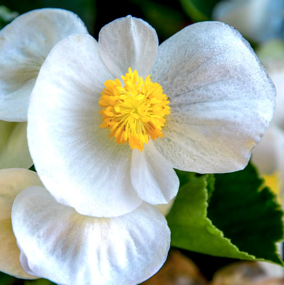 Philadelphus coronarius 20-50cm