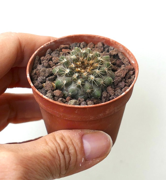 Copiapoa serpentisulcata AZ4