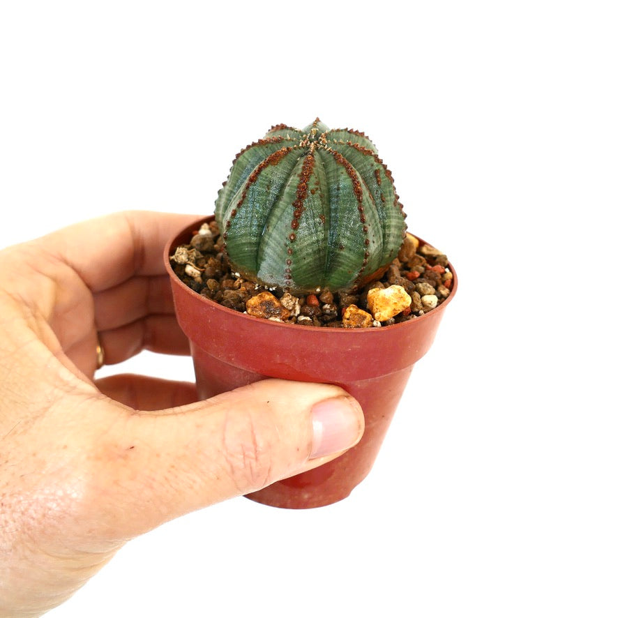 Euphorbia obesa WE207