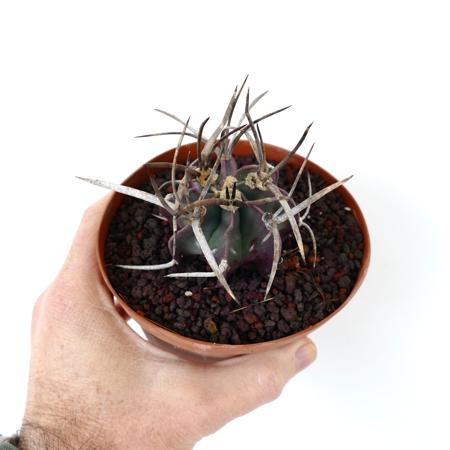 Astrophytum capricorne cv BUFFALO (syn. Taiho-gyoku) DM07