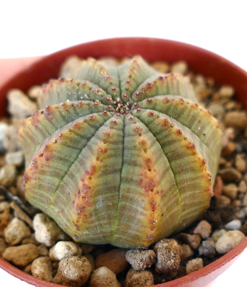 Euphorbia obesa MULTICOSTATUM WR731