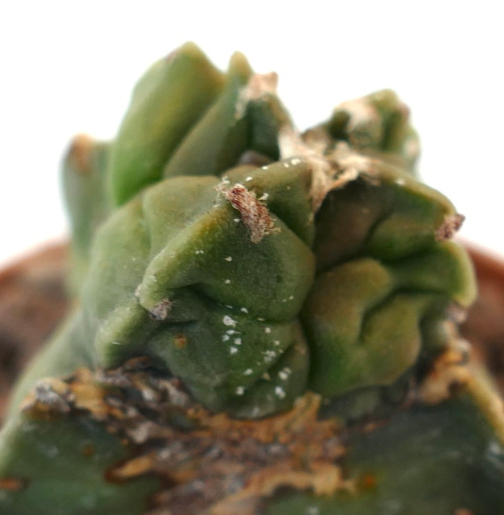 Astrophytum myriostigma raro cactus succulento con fusti verdi spessi, rugosi e superficie strutturata