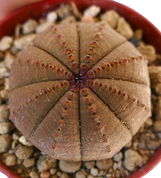 Euphorbia obesa BROWN BODY GEO619