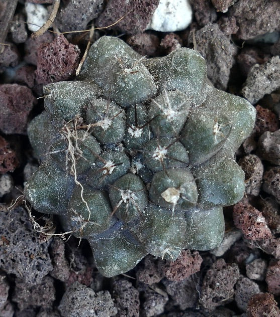 Copiapoa cinerea form nuda X Copiapoa cinerea KIKKO JPT71