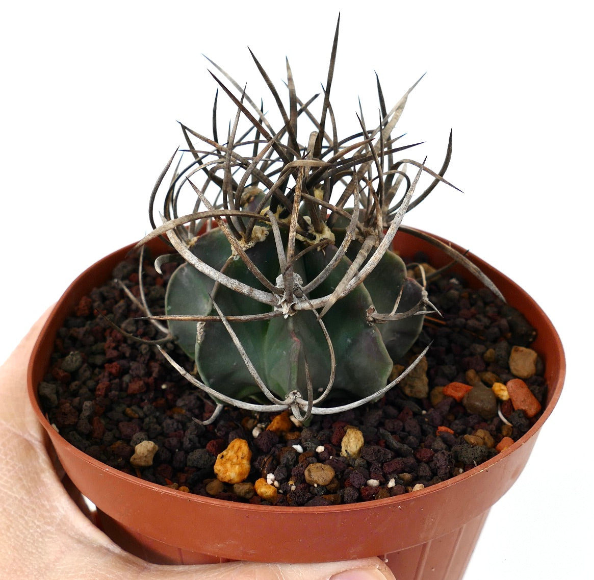 Astrophytum capricorne cv BUFFALO (syn. Taiho-gyoku) T4T