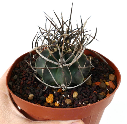 Astrophytum capricorne cv BUFFALO (syn. Taiho-gyoku) T4T