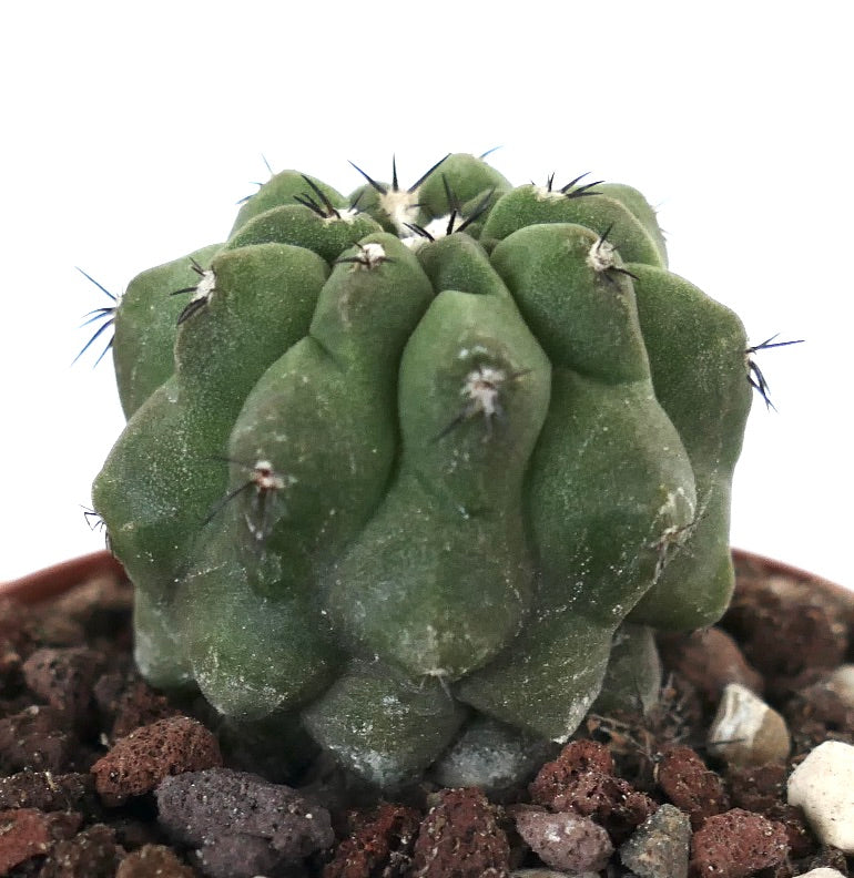 Copiapoa cinerea GREEN X hypogaea 60/2017