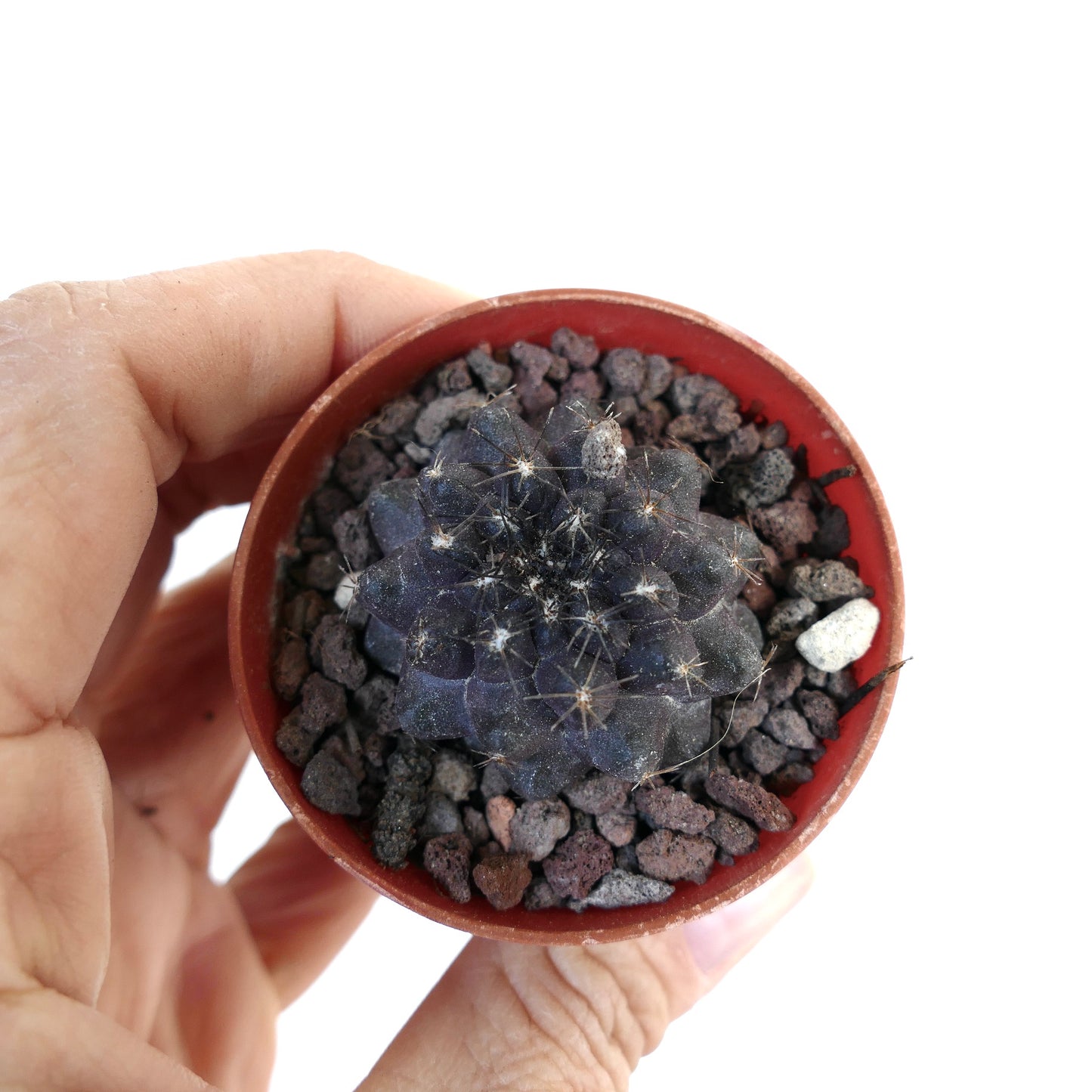 Copiapoa cinerea X griseoviolacea DM07