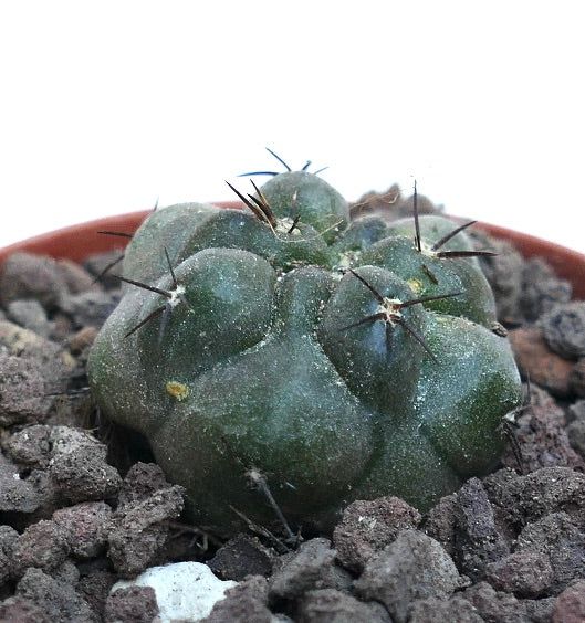 Copiapoa cinerea x hypogaea Q26M