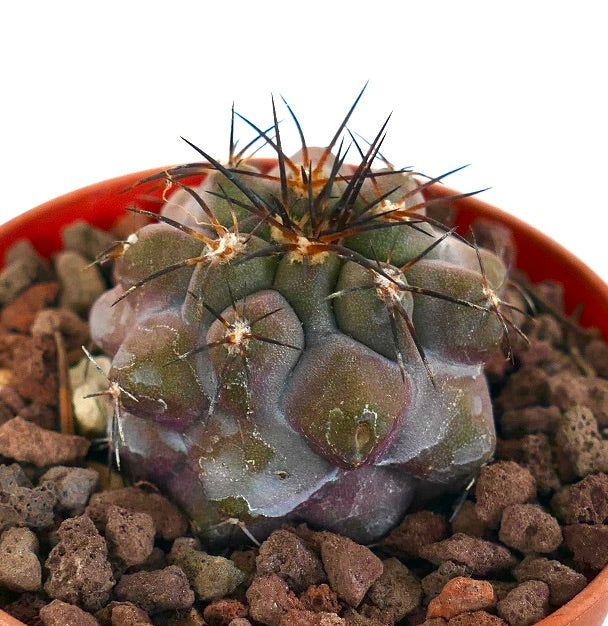 Copiapoa griseoviolacea X serpentisulcata 56A**