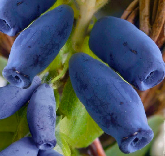 Lonicera caerulea var. kamtschatica SIBERIAN BLUEBERRY 40-80cm