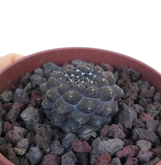 Copiapoa hypogaea USP63