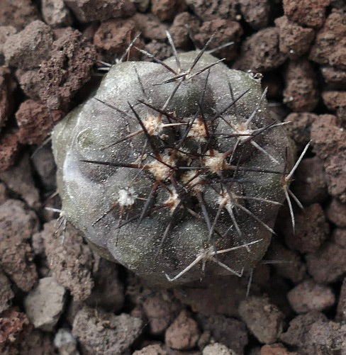 Copiapoa cinerea SEM41