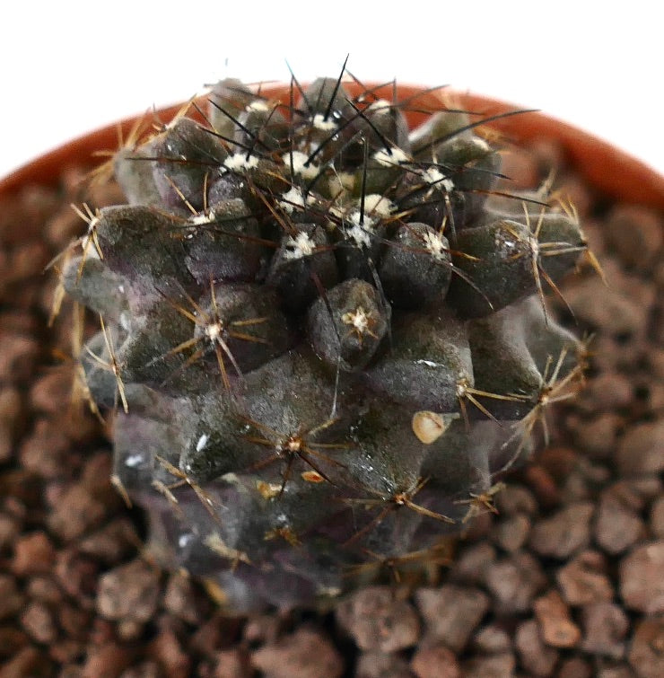 โคปิอาโพอา ฮูมิลิส x อตาคาเมนซิส กระบองเพชรเนื้อหนามแหลมและลำตัวมีผิวสัมผัสหายากสีเข้ม