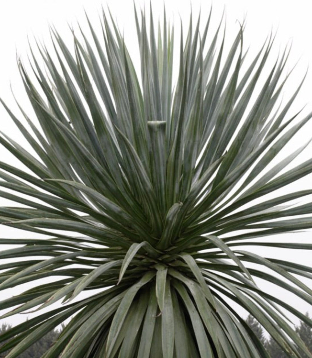 เฟอร์คราเอีย เบดิงเฮาเซอิ ไม้อวบน้ำหนามแหลม ใบยาวเรียวสีเขียว