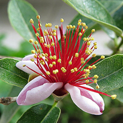 Feijoa sellowiana (syn. Acca sellowiana) 20-60cm