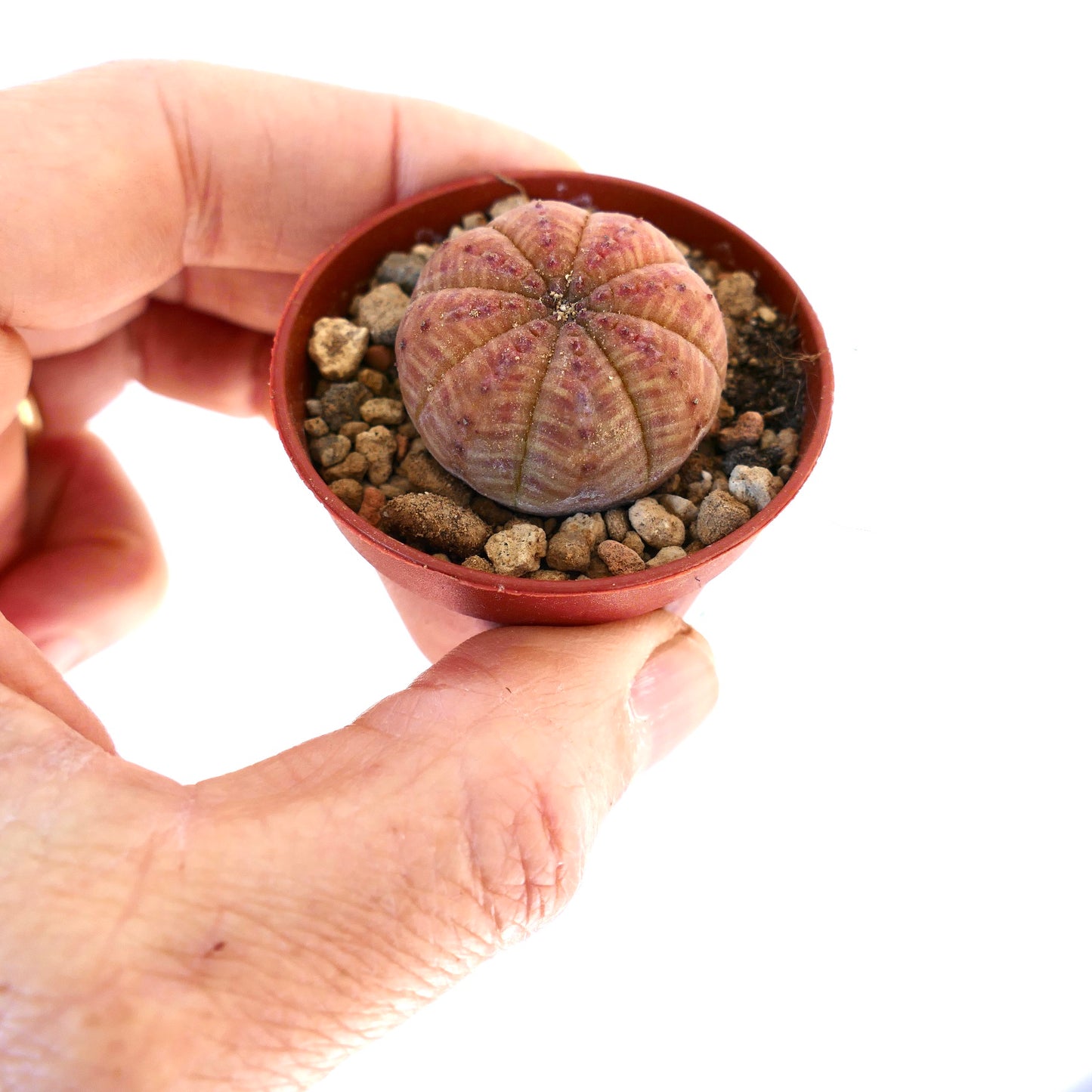 Euphorbia obesa RED BODY SEM41