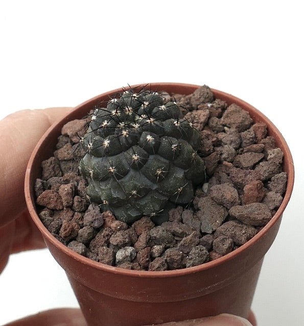 Copiapoa cinerea DARK X griseoviolacea 87A