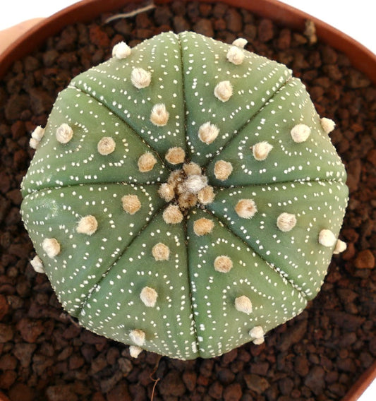 Astrophytum asterias JC3