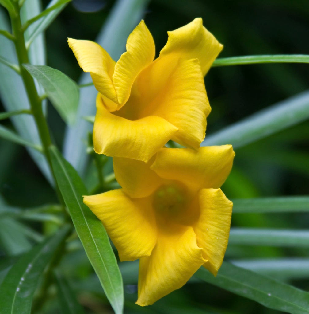 Thevetia peruviana (YELLOW FLOWER)