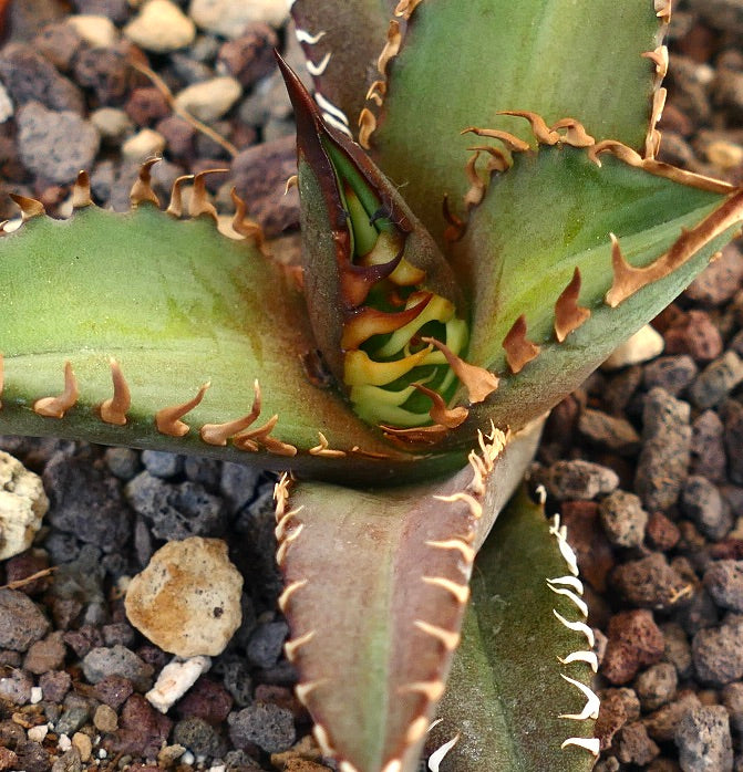 Agave titanota cv SHARK SHOUI 866