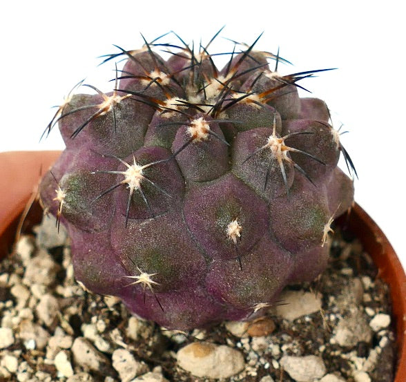 Copiapoa cinerea X griseoviolacea OY2