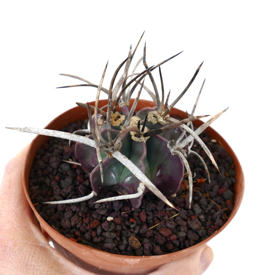 Astrophytum capricorne cv BUFFALO (syn. Taiho-gyoku) DM07