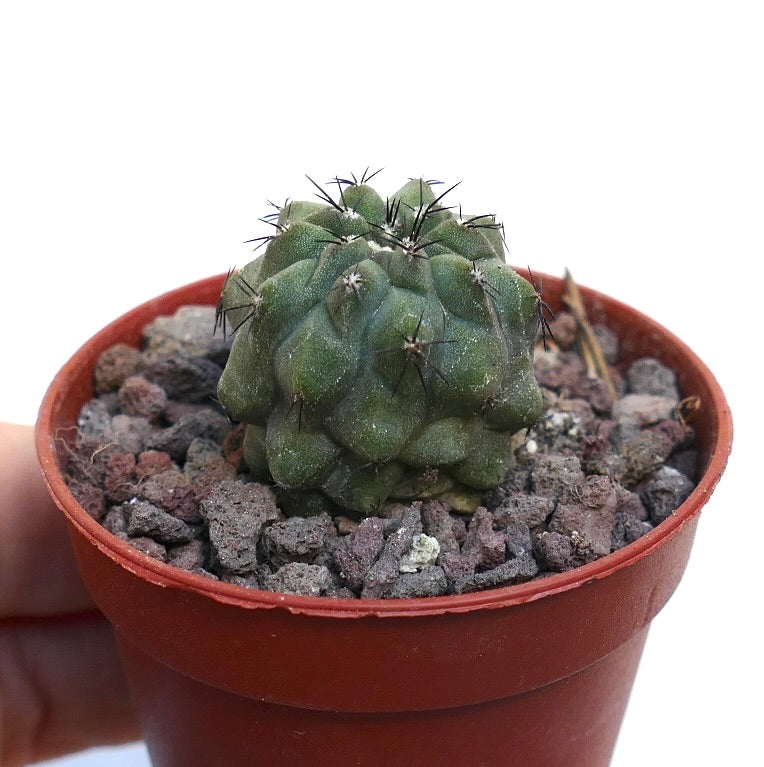 Copiapoa cinerea KIKKO GREEN X Copiapoa hypogaea MP61