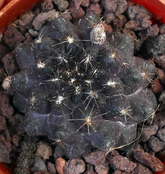 Copiapoa cinerea X griseoviolacea DM07