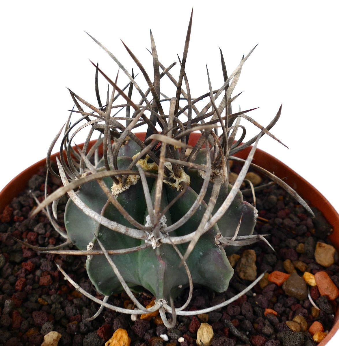 Astrophytum capricorne cv BUFFALO (syn. Taiho-gyoku) T4T