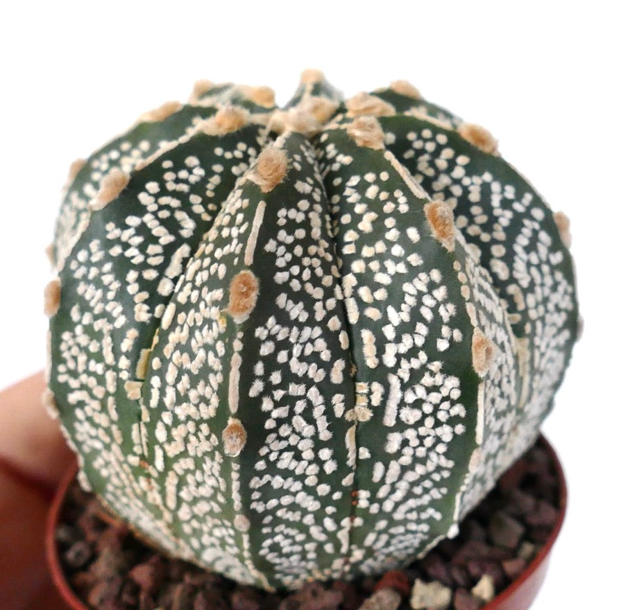 Astrophytum cv ONZUKA x SUPERKABUTO A63