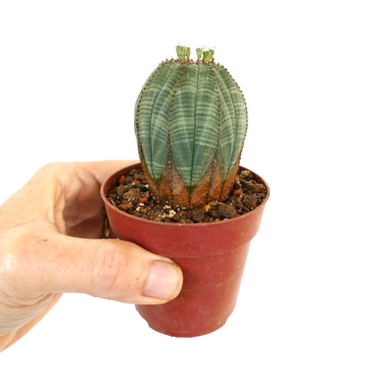 Euphorbia obesa SUC19