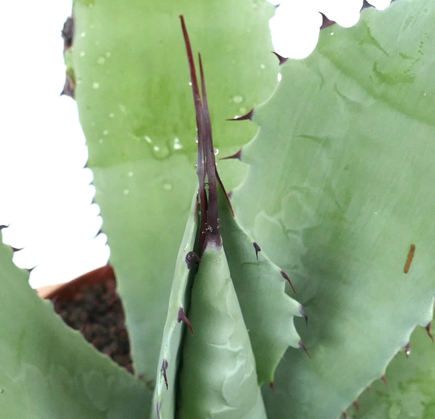 Agave verschaffeltii X Agave utahensis (by Corsi) LONG FINAL SPINES MN1SS