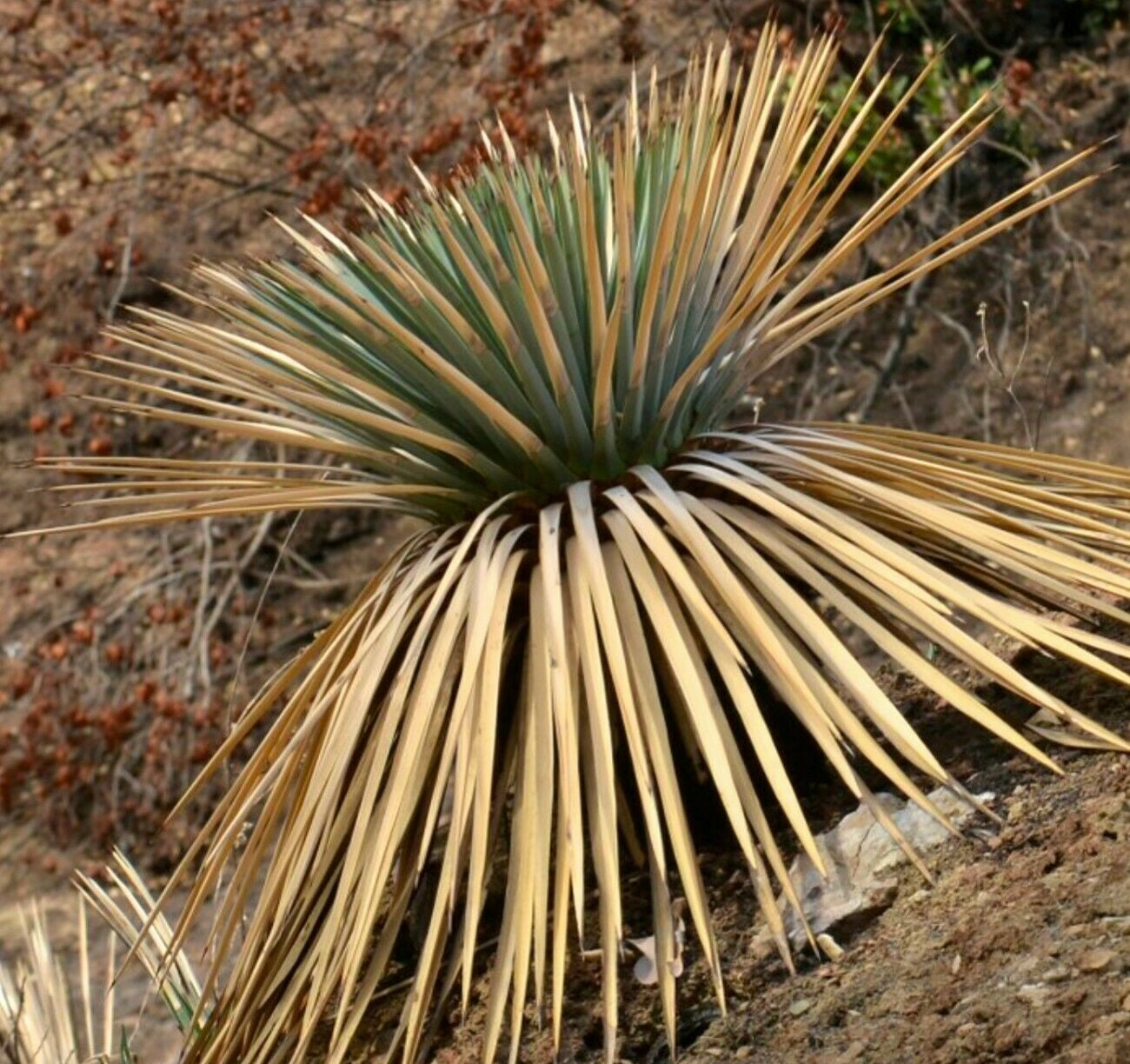 Nolina (sin. Hesperoyucca) whipplei 15-20cm