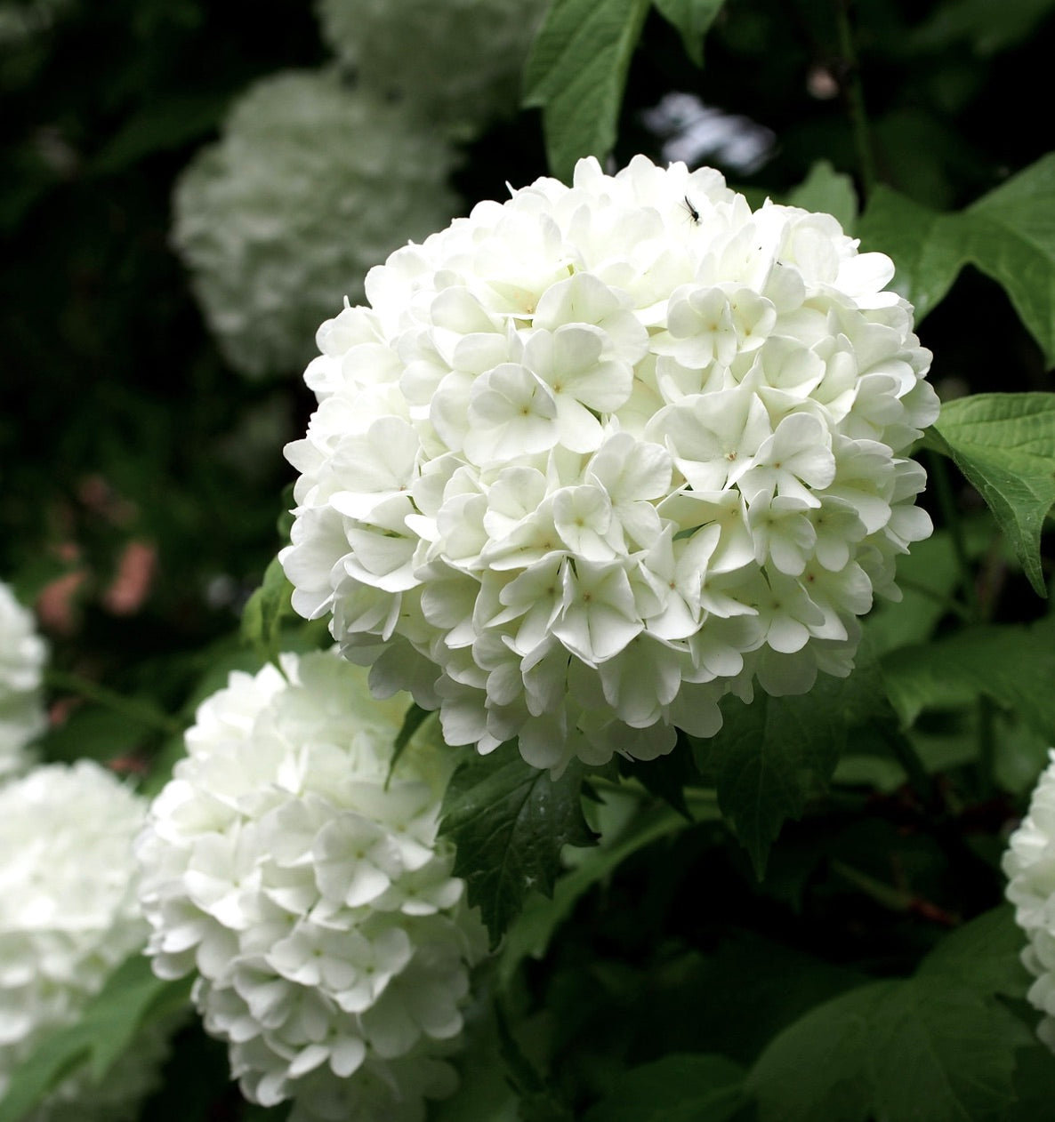 Viburnum opulus cv "ROSEUM" ball flowers