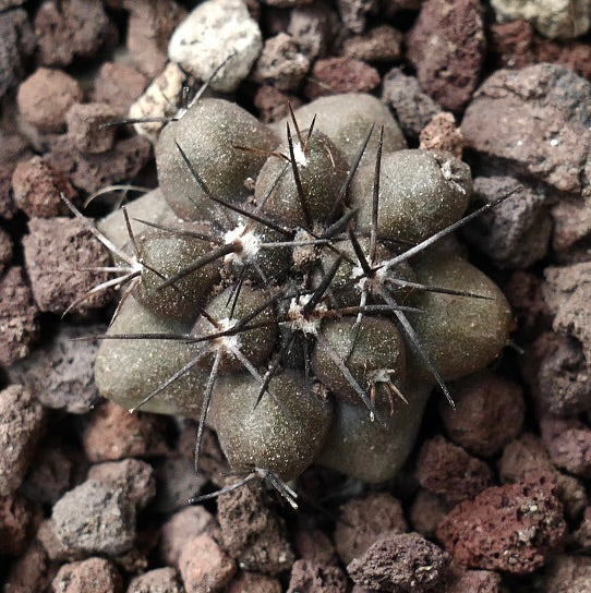 Copiapoa cinerea x humilis PR1